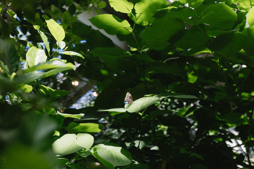 PAIGE + CHRIS - AESTHETIC TEXAS DISCOVERY GARDENS ENGAGEMENT SESSION - DALLAS, TEXAS